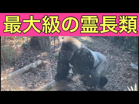 【柴犬飼い主54歳】柴犬を残してゴリラ見に行く飼い主！