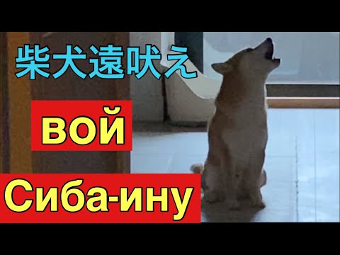 【柴犬飼い主54歳】柴犬の遠吠え