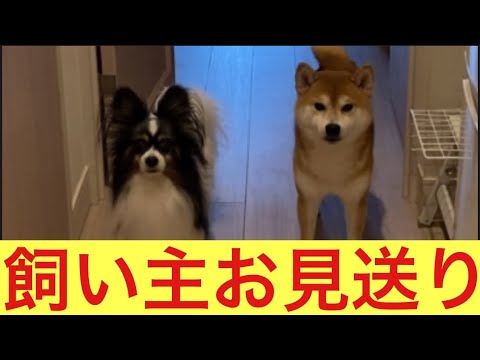 【柴犬飼い主54歳】飼い主の出勤は柴犬が見送る！