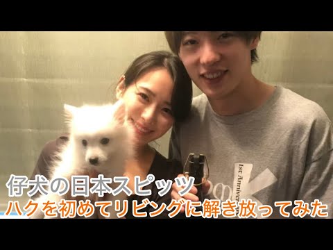 日本スピッツの仔犬を初めてリビングに解き放ってみた
