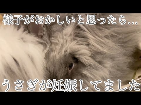 うちのうさぎが妊娠しました