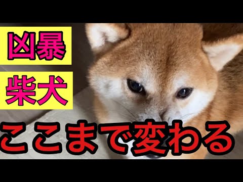 【柴犬飼い主54歳】凶暴柴犬がここまで変われる！