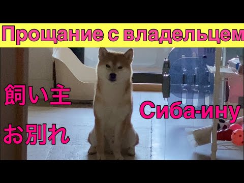 【柴犬飼い主54歳】飼い主が出かける時の柴犬を見ると淋しすぎる！