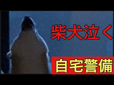 【柴犬飼い主54歳】自宅警備が嫌いな柴犬！