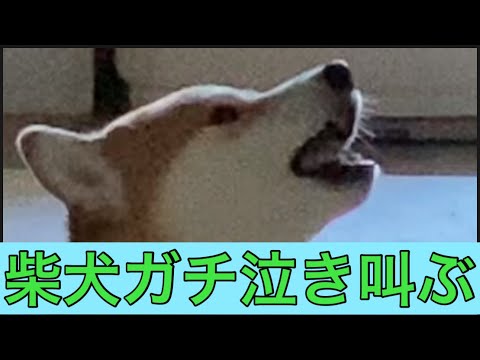 【柴犬飼い主54歳】飼い主が出かける時に泣き叫ぶ柴犬！