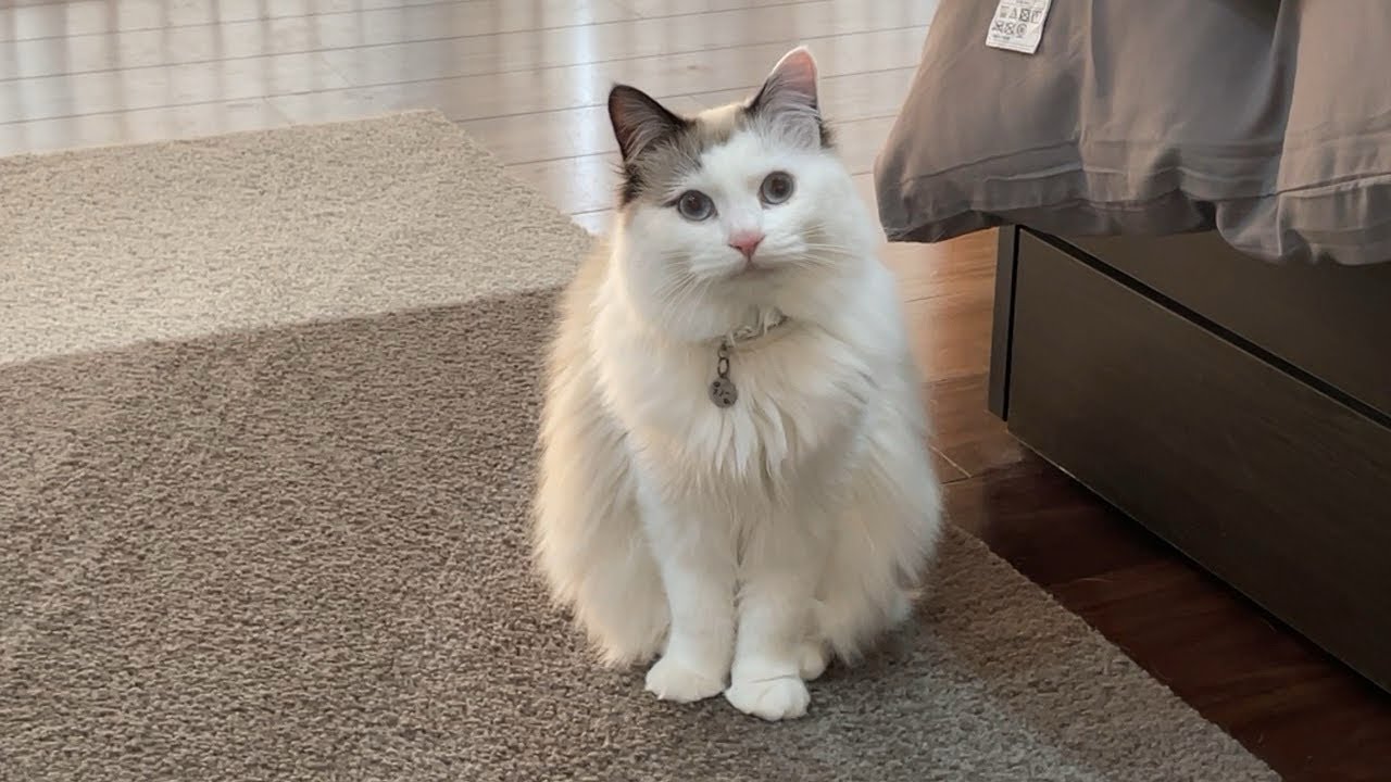 ただそこにいるだけで美しすぎる猫すーちゃん
