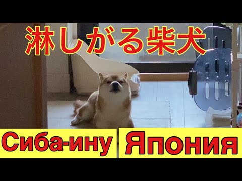 【柴犬飼い主54歳】Сиба-ину#shibainu#柴犬が悲しむ瞬間！