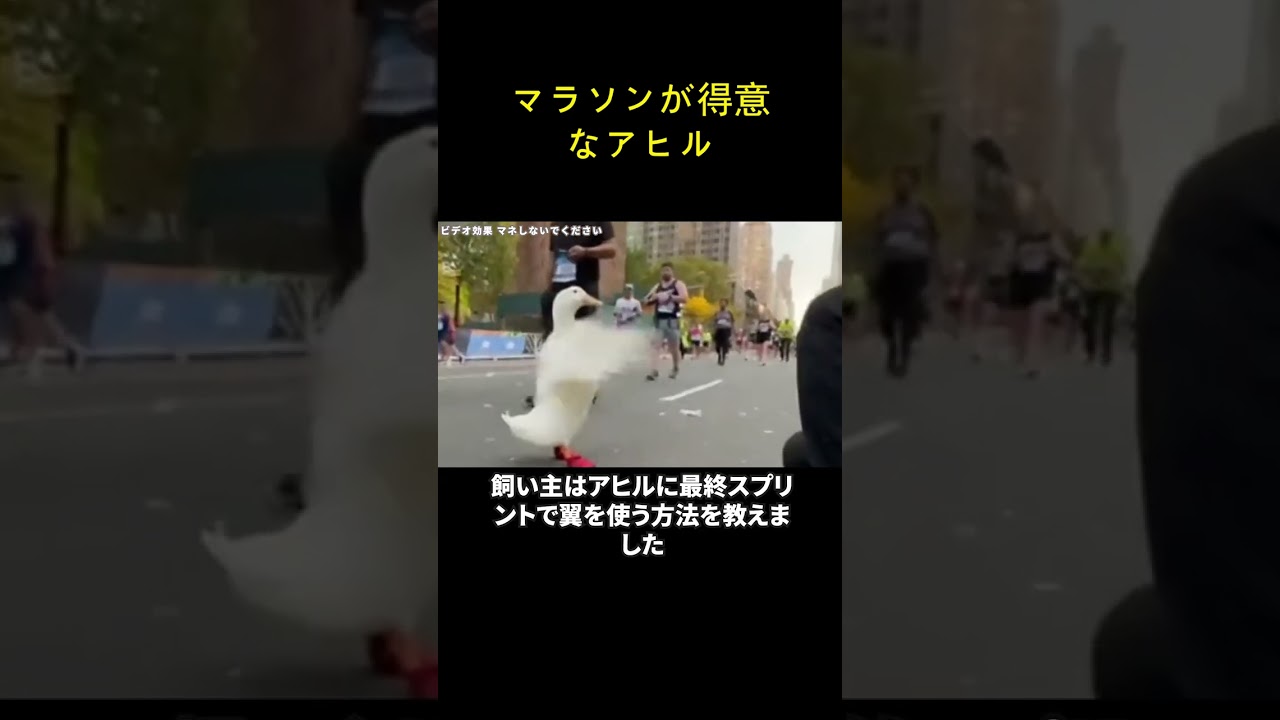 マラソンが得意なアヒル