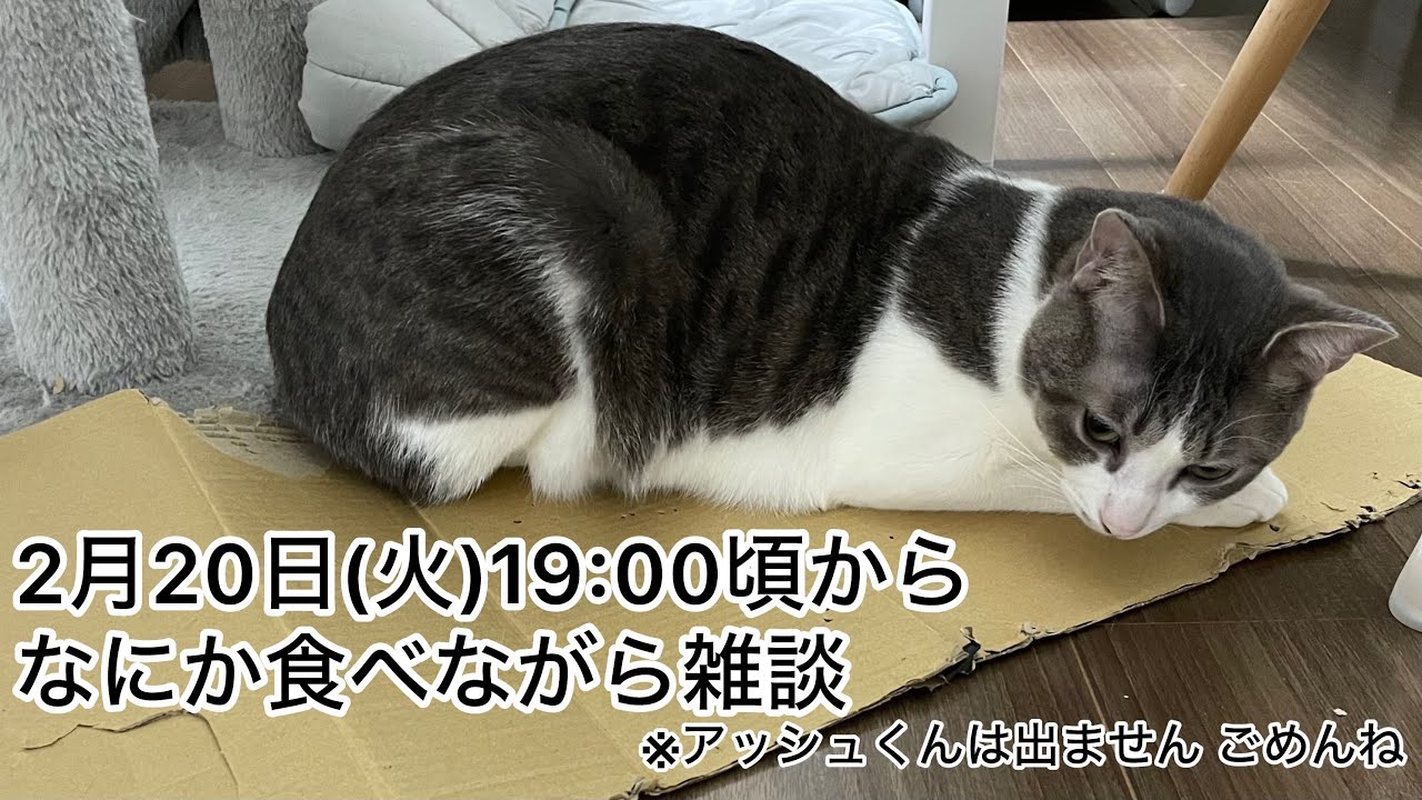 【第16回生配信】なにか食べながら雑談【佐々木琴子】