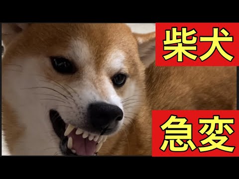 【柴犬飼い主54歳】怖い顔ばかりする柴犬が飼い主が出かける時には急変！