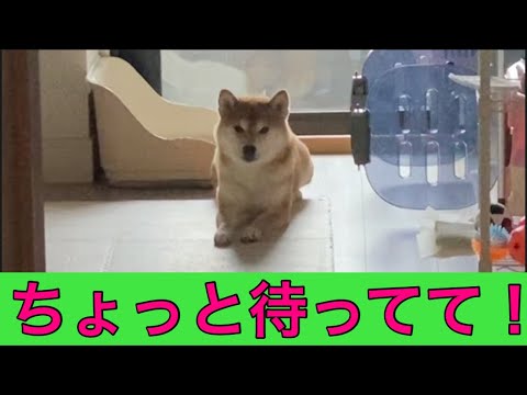 【柴犬飼い主54歳】柴犬残してひもかわうどん食べに行ってみた！