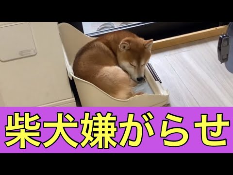 【柴犬飼い主54歳】飼い主が出かけると分かるとトイレで寝だす柴犬！