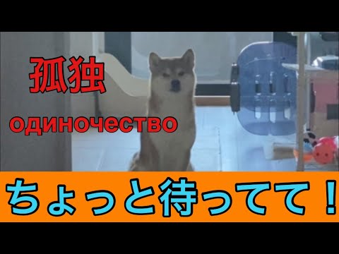 【柴犬飼い主54歳】留守番と言うと悲しむから〝ちょっと待ってて〟で出かけてみた！