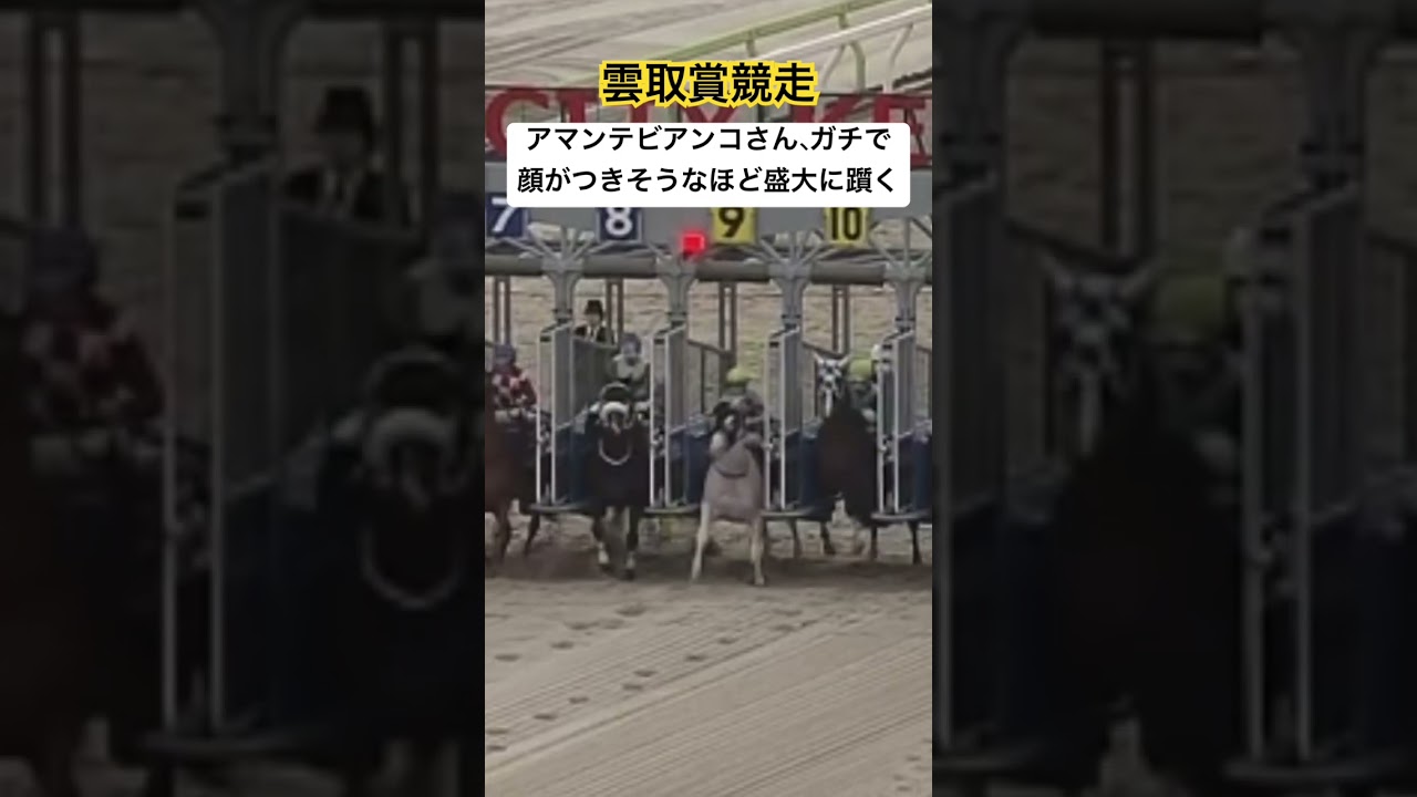 アマンテビアンコ、落馬しそうな勢いで盛大に躓く #競馬 #アマンテビアンコ #落馬