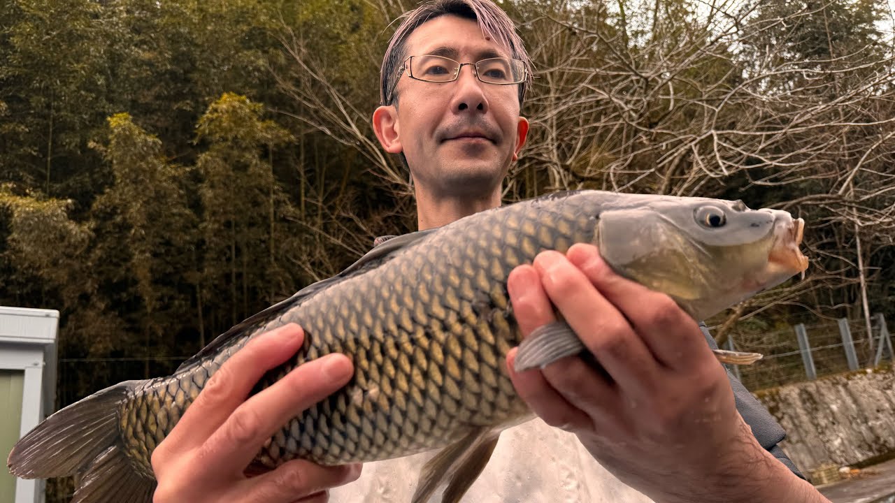 佐賀）衝撃的な鯉（コイ）さばき！活鯉ランチは即満席！川魚料理店に全国の常連客がなんども唸る、鯉のあらいと鯉こく/Japanese cuisine with great carp dishes