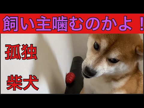 【柴犬飼い主】イタズラしてたら怒り出した！
