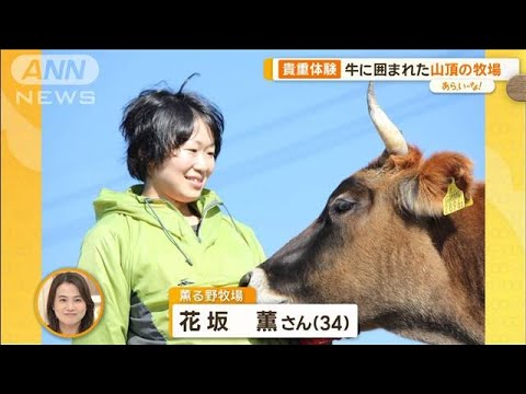 標高700m！山の上の絶景で牧場体験　ここだけの搾りたて牛乳＆特別料理【あらいーな】【あらいーな】【グッド！モーニング】(2024年3月8日)