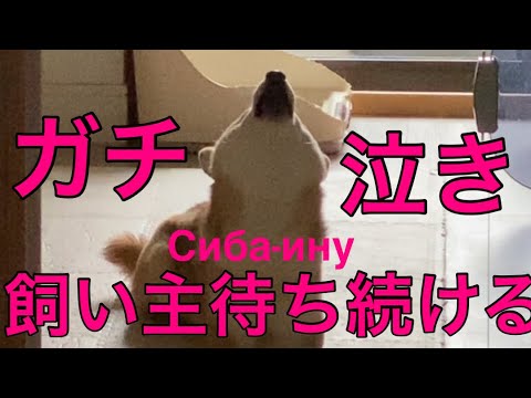 【柴犬飼い主54歳】飼い主の帰りを待ち続け泣き叫ぶ柴犬！