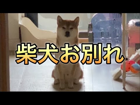 【柴犬飼い主54歳】柴犬と別れる時が淋しすぎる！