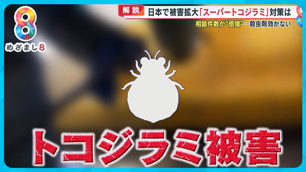 【解説】日本で被害拡大「スーパートコジラミ」対策は？相談件数が倍増…殺虫剤効かない【めざまし８ニュース】