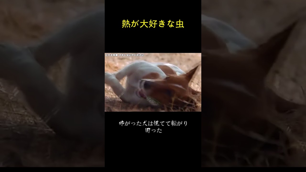 熱が大好きな虫