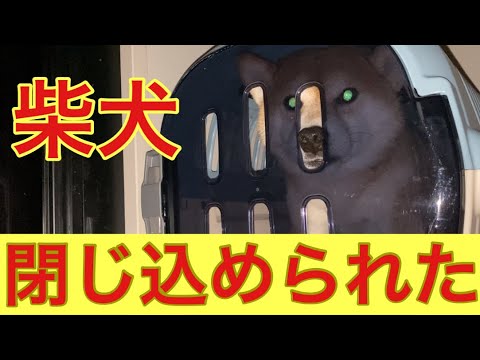 【柴犬飼い主54歳歳】閉じ込められっぱななしになった柴犬！