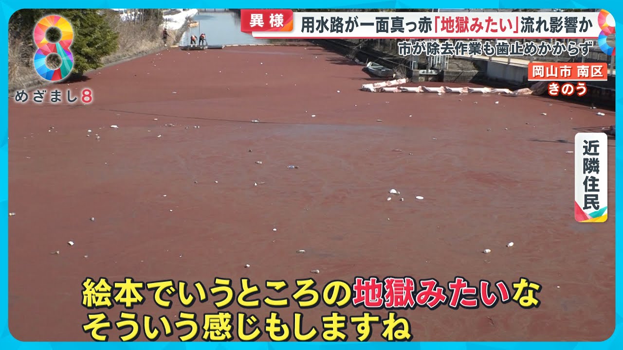 【異様】用水路が一面真っ赤に「なんか地獄みたい…」謎の物体の正体は？岡山市【めざまし８ニュース】