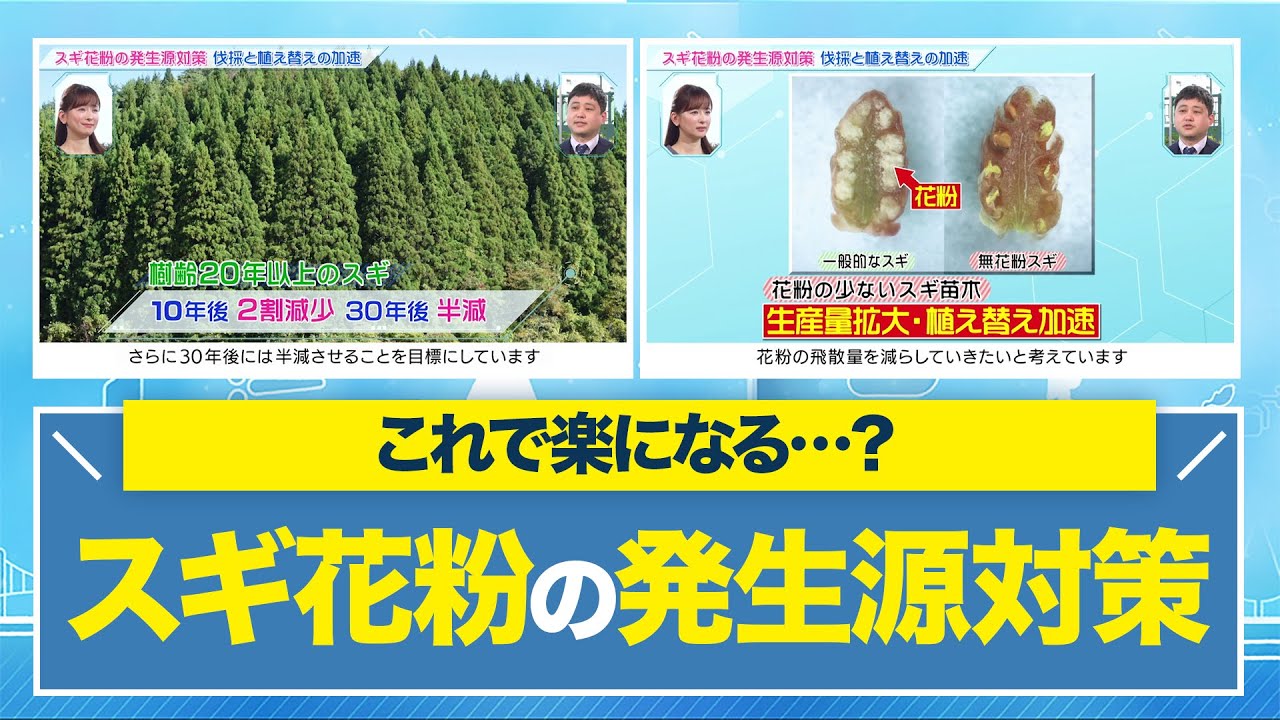 スギ花粉の発生源対策！伐採と植え替えの加速 ミライの歩き方 2024年3月13日放送分【公式】