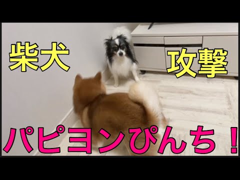 【柴犬飼い主54歳】柴犬が暴走してパピヨンいじめだした！