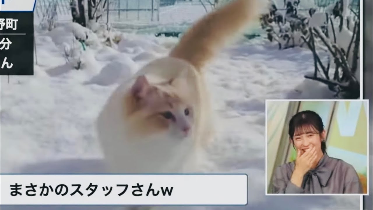 【山岸愛梨】突然スタッフさんが猫になりツボるあいりん【ウェザーニュースlive】