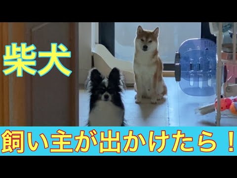 【柴犬飼い主54歳】飼い主が出掛けた後の柴犬！