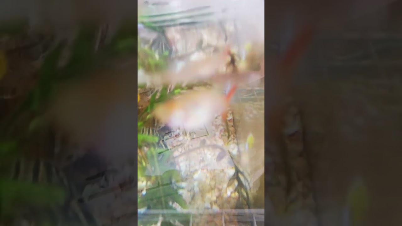 癒やしのりな様