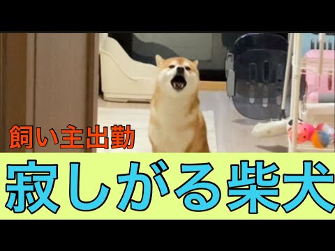 【柴犬飼い主54歳】飼い主の出勤に寂しがる柴犬！
