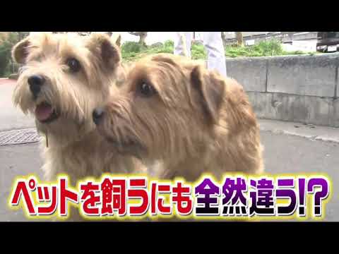 【見逃し配信】池上彰のニュースそうだったのか3月16日＜ペット/免許/散歩/罰金/世界のルール対策/再放送＞2024年3月16日放送分 FULL
