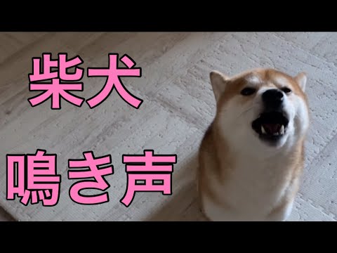 【柴犬飼い主54歳】柴犬と一緒に吠える！