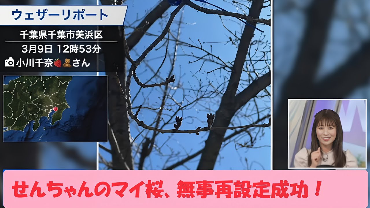 【戸北美月】せんちゃん「マイ桜」再設定成功！【小川千奈】【ウェザーニュースLiVE】2024.3.9