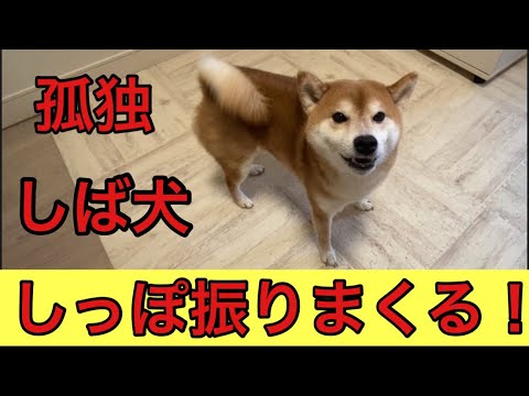 【柴犬飼い主54歳】飼い主にこれでもか！と言うぐらいに尻尾を振る柴犬！