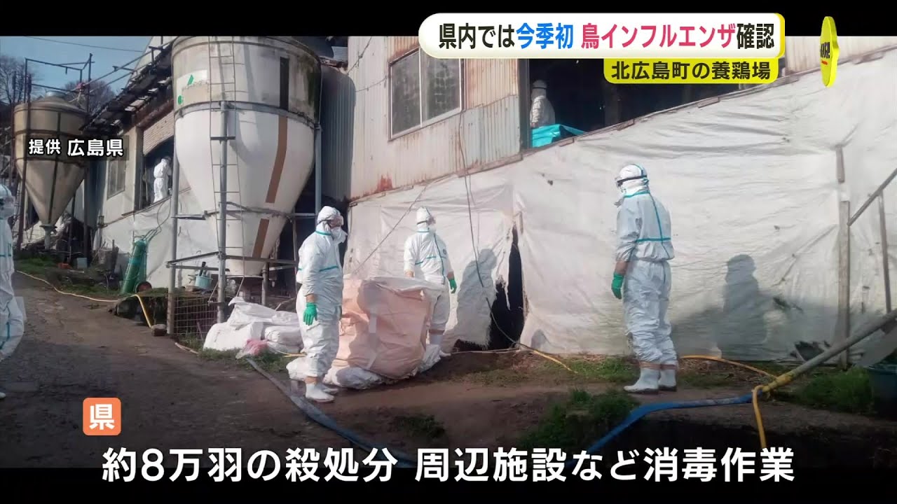 「死んだニワトリが増えている」広島県の養鶏場で鳥インフルエンザ「H5亜型」確認　 約8万羽を殺処分へ