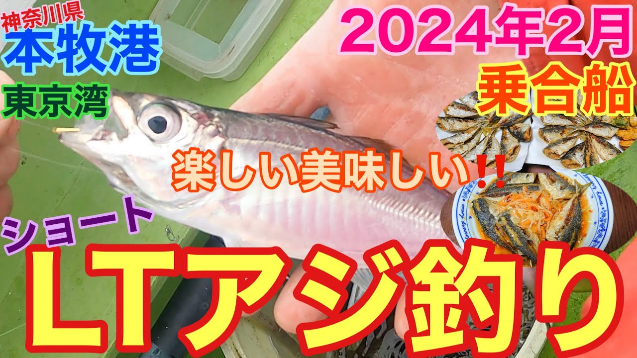 東京湾でLTアジ釣り‼️ 乗合船‼️