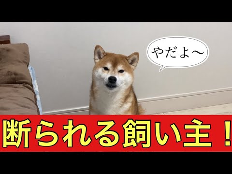 【飼い主飼い主54歳】疲れている柴犬に遊びを断られる飼い主！