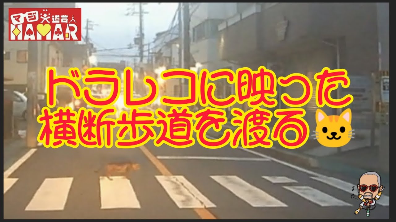 可愛い！横断歩道歩道を渡る猫ちゃん！ 【ドラレコ】