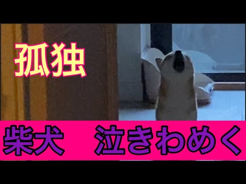 【柴犬飼い主54歳】出かける前に泣きわめく柴犬！