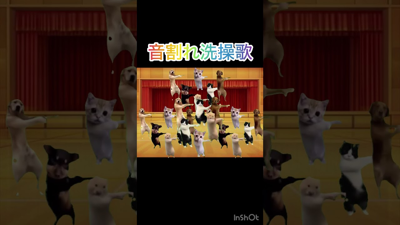音割れ洗操歌#猫ミーム #shorts