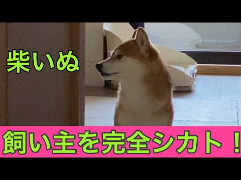 【柴犬飼い主54歳】柴犬を待たせてアイスを食べにいった飼い主が！