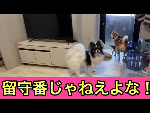 【柴犬飼い主54歳】柴犬を残してラーメン食べに行った飼い主！