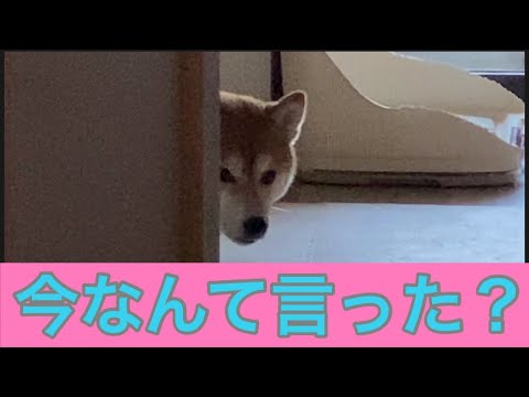 【柴犬飼い主54歳】自宅警備と言われて立ち去る柴犬！