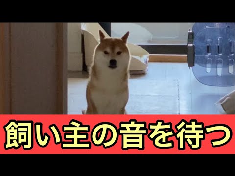 【柴犬飼い主54歳】飼い主の帰りを待ち続ける柴犬！