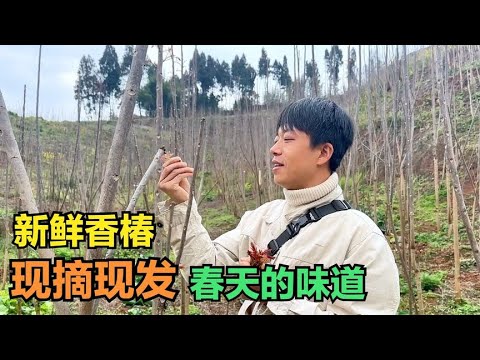新鲜的香椿现摘现发，炒鸡蛋真的是太香了，简直是春天的味道