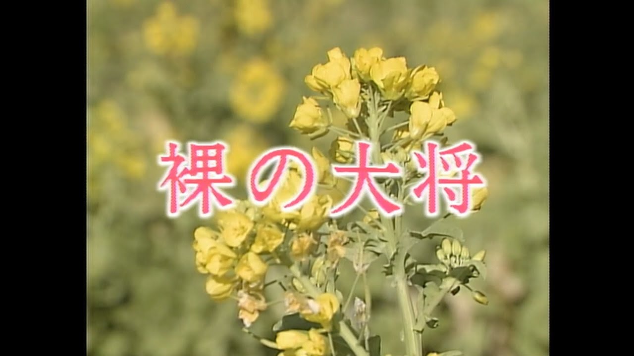 裸の大将／第４４話「清と獅子舞 てんてこ舞」芦屋雁之助、藤吉久美子、柴俊夫、尾藤イサオ、梅津栄