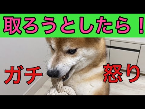 【柴犬飼い主54歳】オモチャ取ろうとしたら怒りだした柴犬！